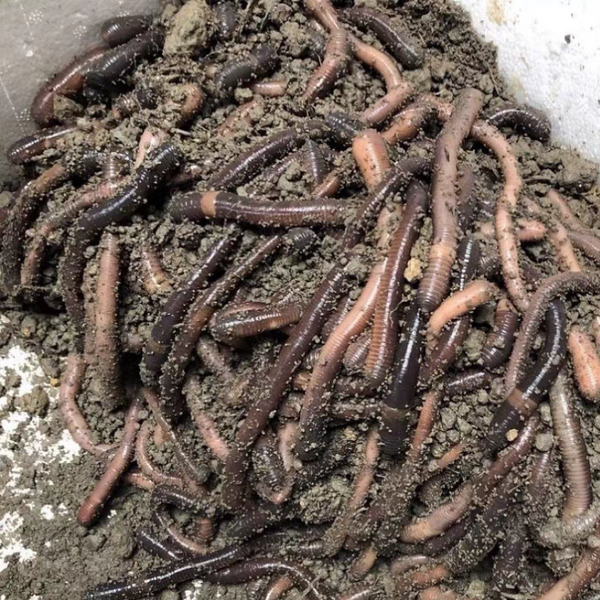 黑蚯蚓-活糧/活餌 Earthworm (Eisenia fetida)