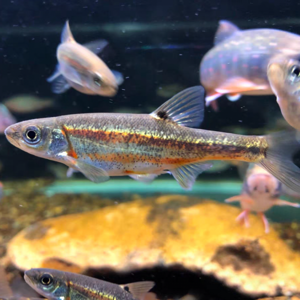 斑鰭鱥原生魚冷水魚（Phoxinus kumkang）