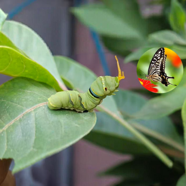 柑橘鳳蝶幼蟲-科學觀察可孵化蝴蝶蛹（Citrus Swallowtail Caterpillar）