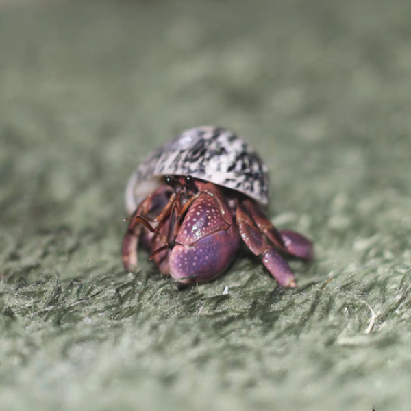 短腕寄居蟹 ( Coenobita brevimanus )