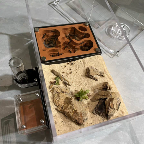 螞蟻造景巢 蟻后繁殖生態工坊-蟻巢學校科普（Landscaped Formicarium）