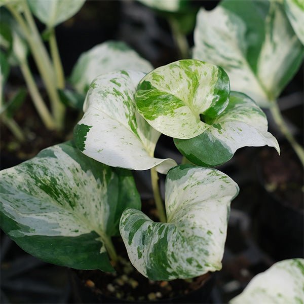 marble queen pothos 中文 大理石紋黃金葛Pothos "Marble Queen" - 森流GreenFlow