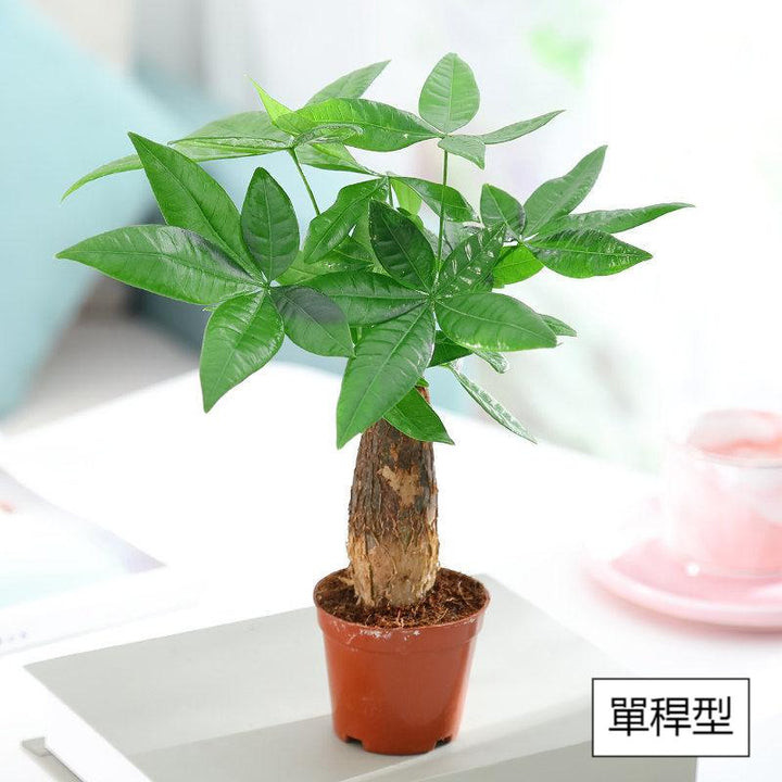 money tree malaysia Money Tree (Pachira aquatica) - GreenFlow - Plant & Animal Landscaping Specialist Shop – 森流 GreenFlow