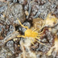 全黃強肢盲蛛 Dady Longlegs Spider ( Opiliones sp. whole yellow )