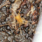 全黃強肢盲蛛 Dady Longlegs Spider ( Opiliones sp. whole yellow )