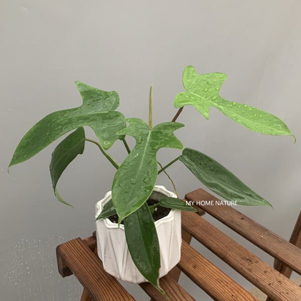 佛羅里達飛機蔓綠絨 Philodendron 'Florida green' - 森流 GreenFlow - 動植物造景專門店