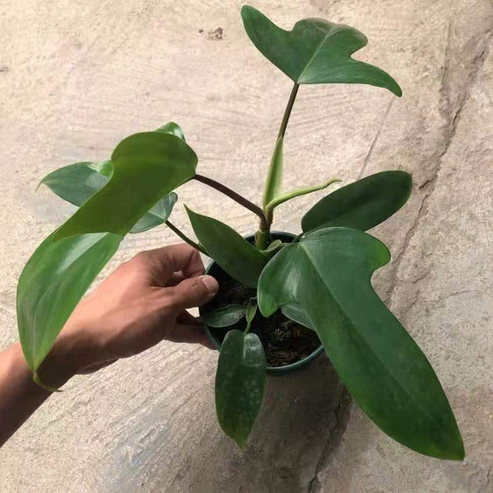 佛羅里達飛機蔓綠絨 Philodendron 'Florida green' - 森流 GreenFlow - 動植物造景專門店