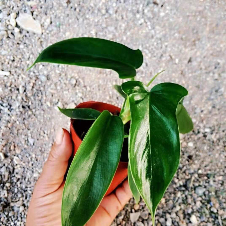 佛羅里達飛機蔓綠絨 Philodendron 'Florida green' - 森流 GreenFlow - 動植物造景專門店