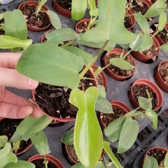 佛羅里達飛機蔓綠絨 Philodendron 'Florida green' - 森流 GreenFlow - 動植物造景專門店
