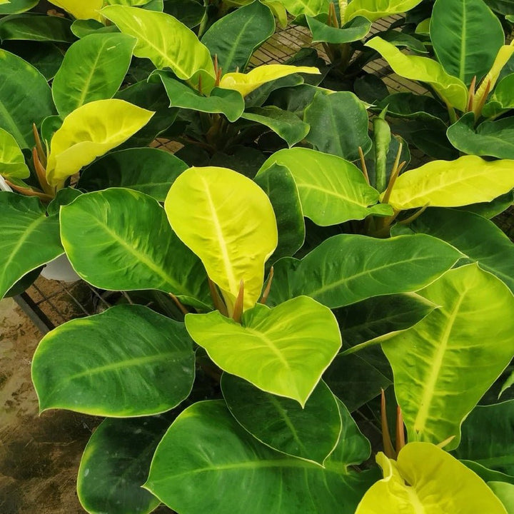 philodendron moonlight hybrid Variegated Moonlight Philodendron (Philodendron hybrid) - GreenFlow - Specialist Store for Plant and Animal Landscaping – 森流 GreenFlow