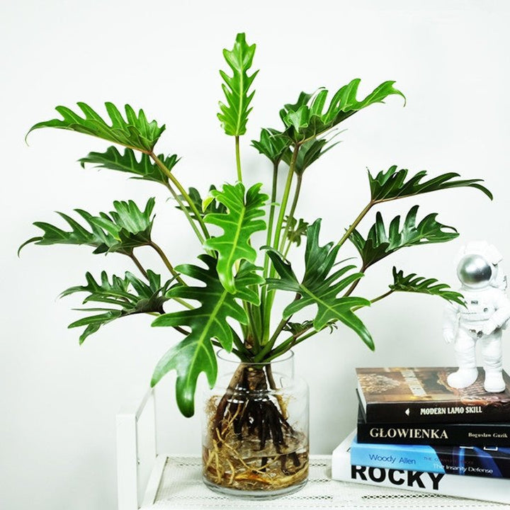 philodendron xanadu 中文 佛手蔓綠絨/仙羽蔓綠Philodendron Winterbourn ( Philodendron Xanadu ) - 森流GreenFlow