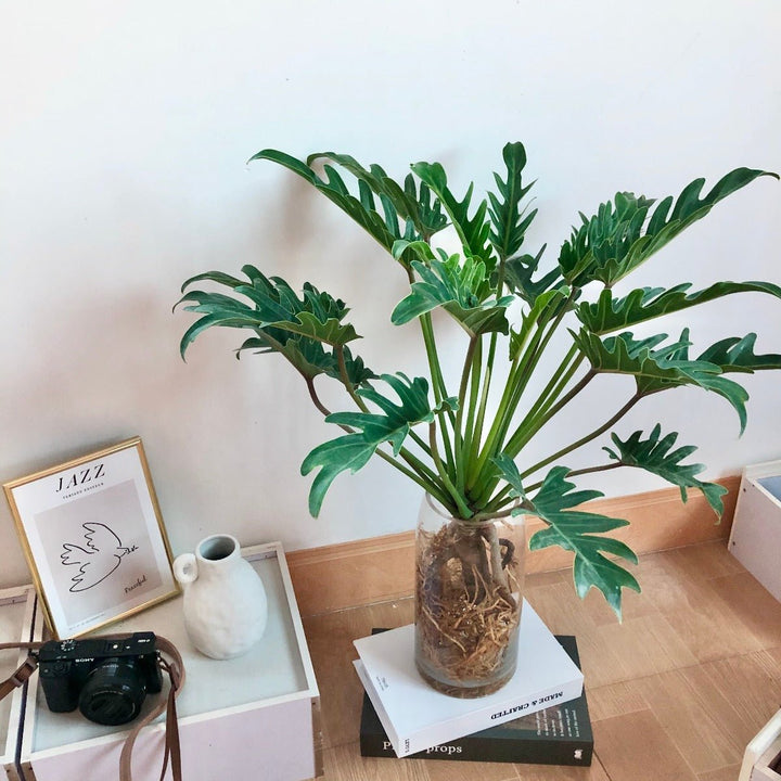 philodendron xanadu 中文 佛手蔓綠絨/仙羽蔓綠Philodendron Winterbourn ( Philodendron Xanadu ) - 森流GreenFlow