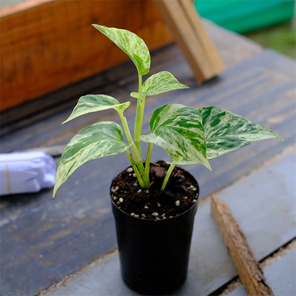marble queen pothos 中文 大理石紋黃金葛Pothos "Marble Queen" - 森流GreenFlow