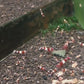 酒紅金剛 /酒紅水晶蝦 （ Caridina serrata var. ）×5隻