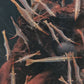 印尼紅鼻槍蝦 （Caridina gracilipes ） × 5隻