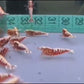 Red bee shrimp (Caridina serrata var.)×5 pieces