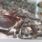 Black Chocolate Rice Shrimp (Neocaridina denticulata) × 5 pieces