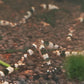黑白水晶蝦 Crystal Shrimp（ Caridina serrata var. ）×5隻