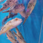斑馬狗頭/斑馬雞泡魚 Fahaka Puffer (Tetraodon lineatus)