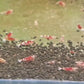 紅虎晶 / 紅花虎水晶蝦 （Cantonensis sp. "Tiger"）×5隻