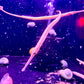 Boaja Freshwater sea dragon Long-snouted pipefish (Doryichthys boaja)