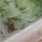 Cherry Shrimp/ Cherry Shrimp (Neocaridina heteropoda) × 25 pieces