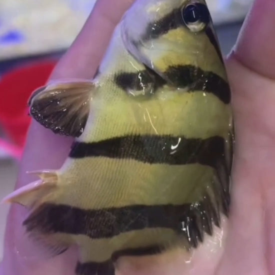 新泰國虎 / 泰北三紋虎魚（Datnioides undecimradiatus）