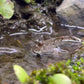 淡水彈塗魚 (Periophthalmus modestus)