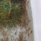 米蝦/黑殼蝦 (Neocaridina denticulata) × 25隻