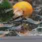 秀麗長臂蝦 / 秀麗白蝦 （ Palaemon modestus ）×5隻