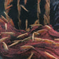 金背黃金米蝦 (  Neocaridina Davidi )   ×5隻