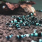 Blue crystal shrimp (Caridina serrata var.) × 5 pieces