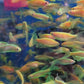 螢光黃斑馬 Zebrafish （Danio rerio）x 3條