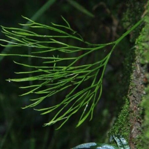 松葉蕨（ Psilotum nudum ）