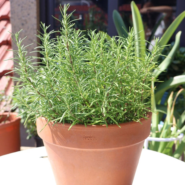 迷迭香/驅蚊植物 Rosmarinus officinalis（Rosemary）