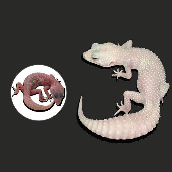 惡魔白酒豹紋守宮  Diablo Blanco Leopard Gecko（ Eublepharis macularius ）