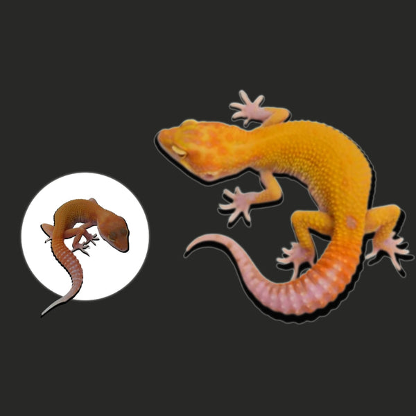 無紋RA豹紋守宮  Raptor Leopard Gecko（ Eublepharis macularius ）