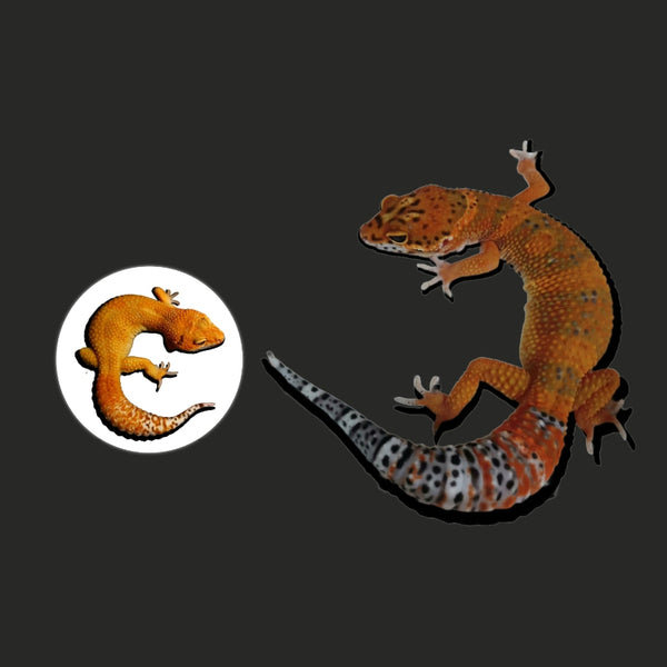 橘化豹紋守宮  Tangerine Leopard Gecko（ Eublepharis macularius ）
