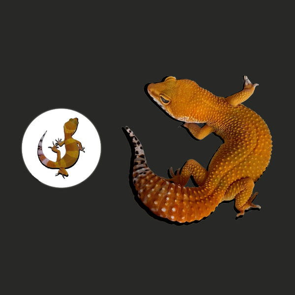 蜜橘豹紋守宮  Mandarin Tangerine Leopard Gecko（ Eublepharis macularius ）