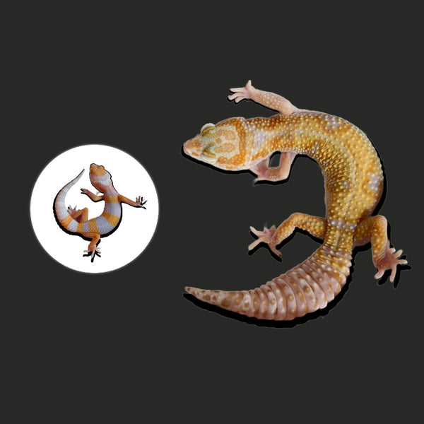 橘白豹紋守宮 Tangerine Trump Albino Leopard Gecko（ Eublepharis macularius ）