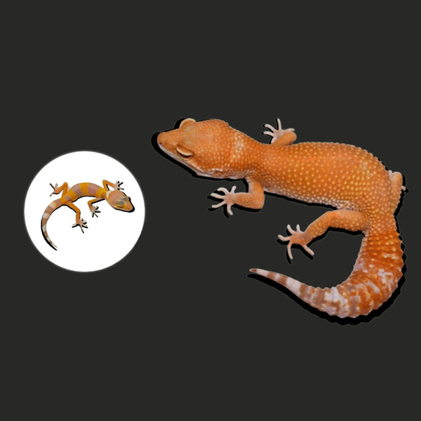 川普陽光豹紋守宮  Sunglow Leopard Gecko（ Eublepharis macularius ）