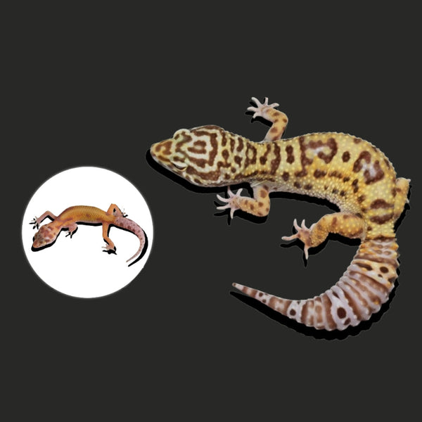 貝爾白化豹紋守宮  Bell Albino Leopard Gecko（ Eublepharis macularius ）