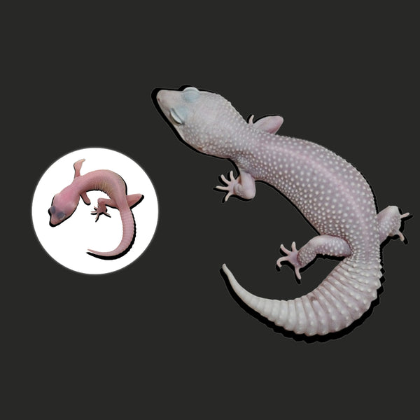 暴風雪豹紋守宮  Blizzard Leopard Gecko（ Eublepharis macularius ）