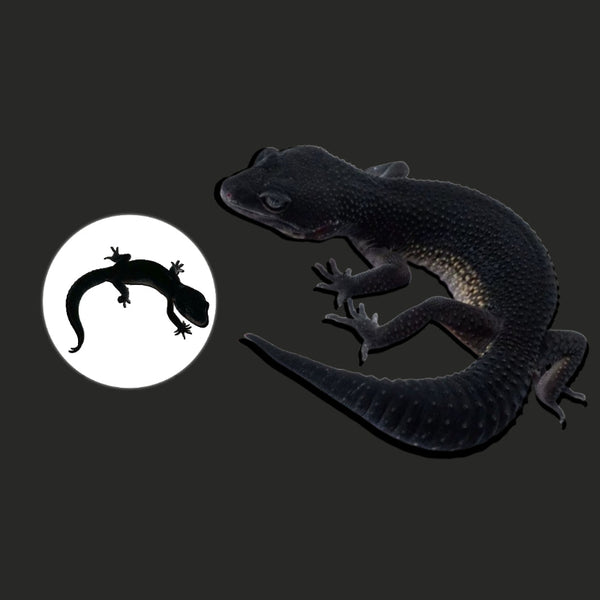 黑夜豹紋守宮  Black Night Leopard Gecko（ Eublepharis macularius ）