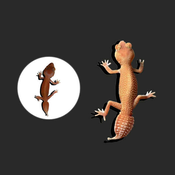 瘤尾守宮-白化無紋  NLP（ Nephrurus Levis pilbarensis）