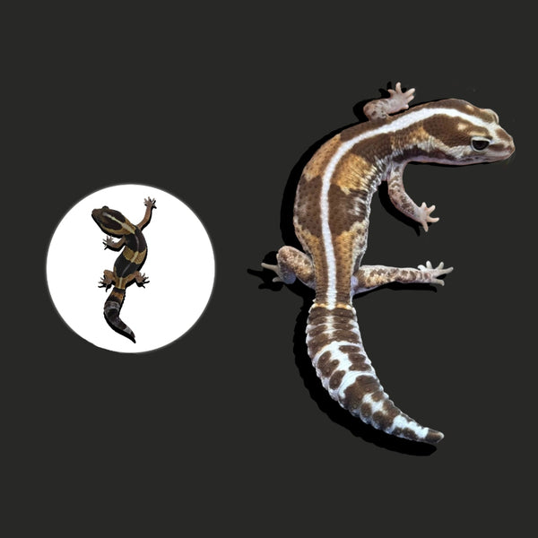 原色肥尾守宮  Fat-tailed gecko（ Hemitheconyx caudicinctus ）