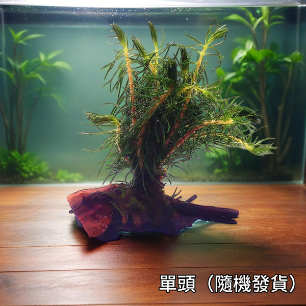南极衫沉木Hydrotriche hottoniflora on Driftwood