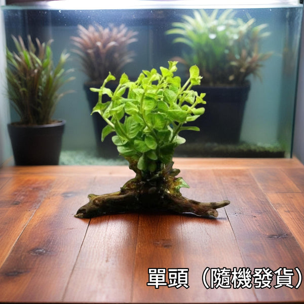 綠金錢多頭沉木（Lysimachia nummularia on Driftwood）