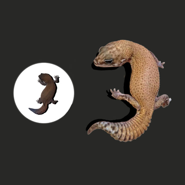 無紋肥尾守宮 Patternless African Fat-Tailed Geckos（ Hemitheconyx caudicinctus ）