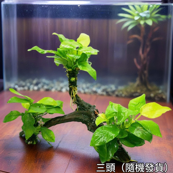 黃金水榕 陰性水草 無需CO2 Small Anubias Nana Golden with driftwood